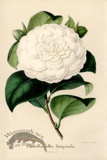Camellias